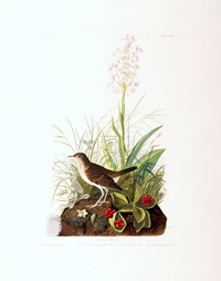 Tawny Thrush 